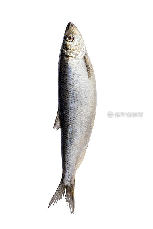 Herring fish isolated on white background. Fresh Herring fish